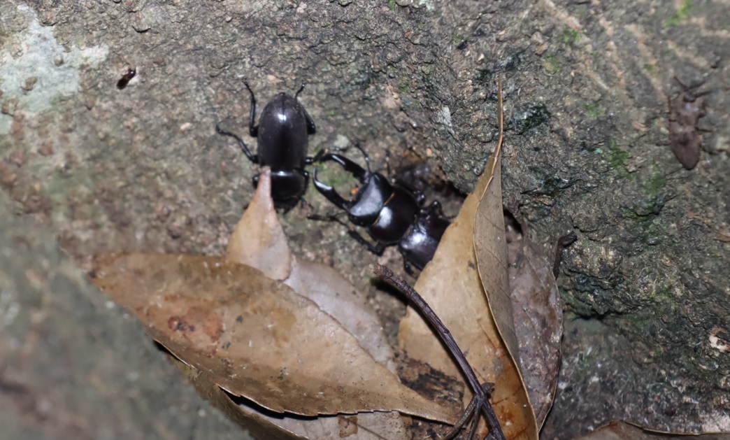 コクワガタのペア _シラカシ_2023年6月20日19時55分気温21.2度